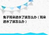 兔子耳朵进水了该怎么办（耳朵进水了该怎么办）