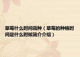 草莓什么时间栽种（草莓的种植时间是什么时候简介介绍）