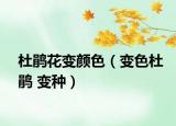 杜鹃花变颜色（变色杜鹃 变种）