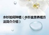 水杉如何种植（水杉盆景养殖方法简介介绍）