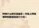 种植什么树价值最高（市场上种植哪种树最值钱简介介绍）