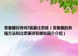 常春藤好养吗?需要注意啥（常春藤的养殖方法和注意事项有哪些简介介绍）