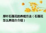 厚叶石莲花的养殖方法（石莲花怎么养简介介绍）