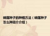 碗莲种子的种植方法（碗莲种子怎么种简介介绍）