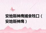安地斯神鹰捕食牲口（安地斯神鹰）