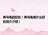 养乌龟的好处（养乌龟有什么好处简介介绍）