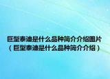 巨型泰迪是什么品种简介介绍图片（巨型泰迪是什么品种简介介绍）