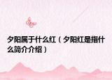 夕阳属于什么红（夕阳红是指什么简介介绍）
