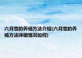 六月雪的养殖方法介绍(六月雪的养殖方法详细情况如何)
