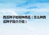 西瓜种子如何种西瓜（怎么种西瓜种子简介介绍）