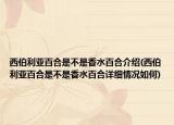 西伯利亚百合是不是香水百合介绍(西伯利亚百合是不是香水百合详细情况如何)