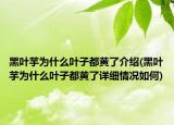 黑叶芋为什么叶子都黄了介绍(黑叶芋为什么叶子都黄了详细情况如何)