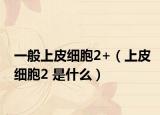 一般上皮细胞2+（上皮细胞2 是什么）