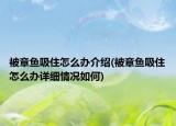被章鱼吸住怎么办介绍(被章鱼吸住怎么办详细情况如何)