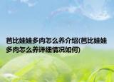 芭比娃娃多肉怎么养介绍(芭比娃娃多肉怎么养详细情况如何)