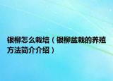 银柳怎么栽培（银柳盆栽的养殖方法简介介绍）