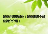 骶骨在哪里部位（骶骨是哪个部位简介介绍）