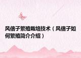 风信子繁殖栽培技术（风信子如何繁殖简介介绍）