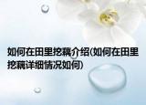 如何在田里挖藕介绍(如何在田里挖藕详细情况如何)