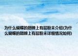 为什么蝴蝶的翅膀上有层粉末介绍(为什么蝴蝶的翅膀上有层粉末详细情况如何)