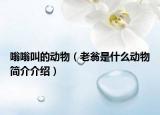 嗡嗡叫的动物（老翁是什么动物简介介绍）