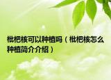 枇杷核可以种植吗（枇杷核怎么种植简介介绍）