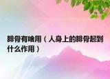 腓骨有啥用（人身上的腓骨起到什么作用）