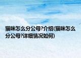猫咪怎么分公母?介绍(猫咪怎么分公母?详细情况如何)