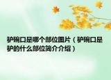 驴碗口是哪个部位图片（驴碗口是驴的什么部位简介介绍）
