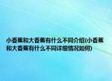 小香蕉和大香蕉有什么不同介绍(小香蕉和大香蕉有什么不同详细情况如何)