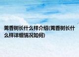 莞香树长什么样介绍(莞香树长什么样详细情况如何)