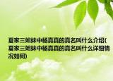 夏家三姐妹中杨真真的真名叫什么介绍(夏家三姐妹中杨真真的真名叫什么详细情况如何)