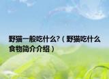 野猫一般吃什么?（野猫吃什么食物简介介绍）