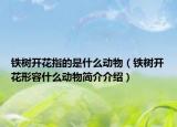 铁树开花指的是什么动物（铁树开花形容什么动物简介介绍）