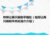 咋样让两只猫和平相处（如何让两只猫和平共处简介介绍）