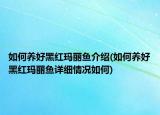 如何养好黑红玛丽鱼介绍(如何养好黑红玛丽鱼详细情况如何)