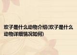 欢子是什么动物介绍(欢子是什么动物详细情况如何)