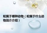 蛇属于哪种动物（蛇属于什么动物简介介绍）