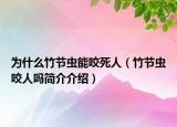 为什么竹节虫能咬死人（竹节虫咬人吗简介介绍）