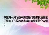 家里有一只飞蚁不知道是飞进来的还是屋子里的（飞蚁怎么出现在家里呢简介介绍）