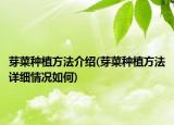 芽菜种植方法介绍(芽菜种植方法详细情况如何)