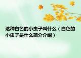这种白色的小虫子叫什么（白色的小虫子是什么简介介绍）