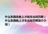 什么东西在晚上才能生出尾巴呢（什么东西晚上才生出尾巴呢简介介绍）