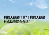 狗的天敌是什么?（狗的天敌是什么动物简介介绍）