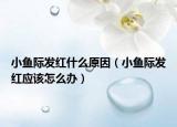 小鱼际发红什么原因（小鱼际发红应该怎么办）