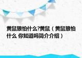 黄鼠狼怕什么?黄鼠（黄鼠狼怕什么 你知道吗简介介绍）