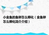 小金鱼的鱼卵怎么孵化（金鱼卵怎么孵化简介介绍）