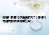 侧柏叶真的可以治脱发吗?（侧柏叶对脱发的功效有哪些呢）