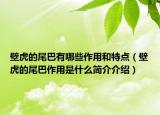 壁虎的尾巴有哪些作用和特点（壁虎的尾巴作用是什么简介介绍）