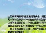 山竹树有两种吗?最近发现好多山竹树的图片一种长在枝头一种长密密麻麻长在树干上哪种是真正的山竹介绍(山竹树有两种吗?最近发现好多山竹树的图片一种长在枝头一种长密密麻麻长在树干上哪种是真正的山竹详细情况如何)
